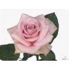 Rosa Gr Avalanche Pink A2