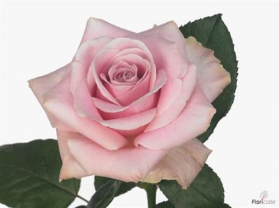 Rosa Gr Avalanche Pink A2
