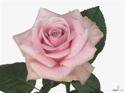 Rosa Gr Avalanche Pink A2