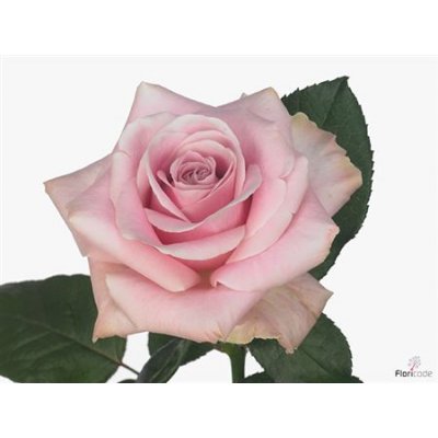 Rosa Gr Avalanche Pink A2