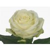 Rosa Gr Avalanche Sk