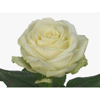 Rosa Gr Avalanche Sk