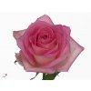 Rosa Gr Avalanche Sorbet