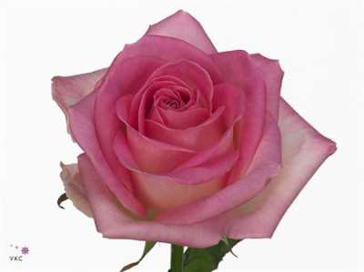 Rosa Gr Avalanche Sorbet