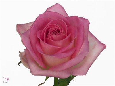 Rosa Gr Avalanche Sorbet
