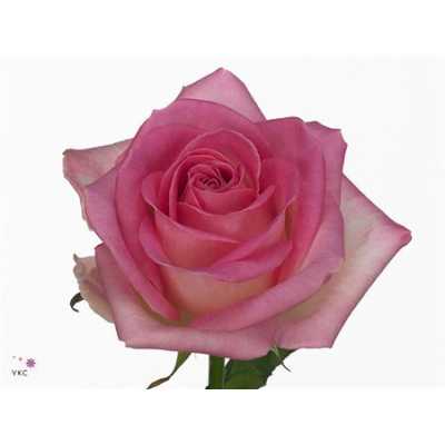 Rosa Gr Avalanche Sorbet