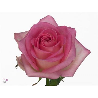 Rosa Gr Avalanche Sorbet