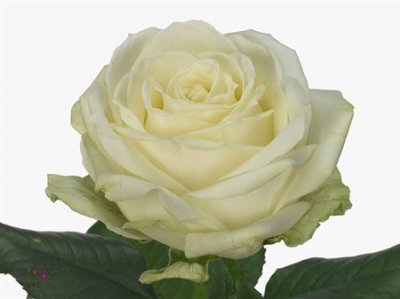 Rosa Gr Avalanche White Gold