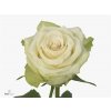 Rosa Gr Avalonia