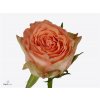 Rosa Gr Barbarella