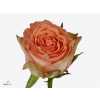 Rosa Gr Barbarella