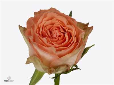 Rosa Gr Barbarella