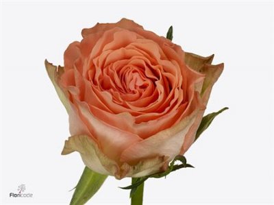 Rosa Gr Barbarella