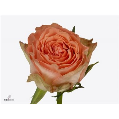 Rosa Gr Barbarella