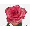 Rosa Gr Barracuda