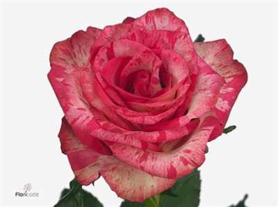 Rosa Gr Barracuda