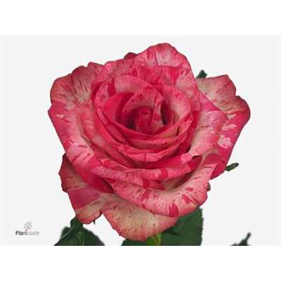 Rosa Gr Barracuda