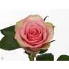 Rosa Gr Belle Rose