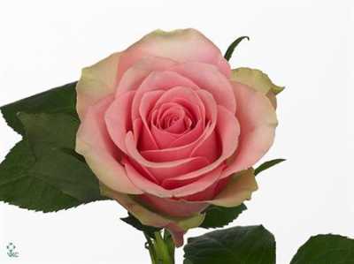 Rosa Gr Belle Rose