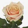 Rosa Gr Bellini!