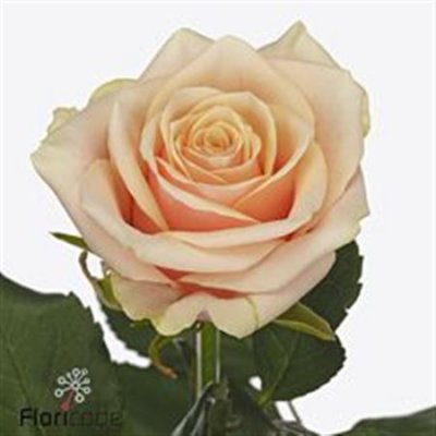Rosa Gr Bellini!