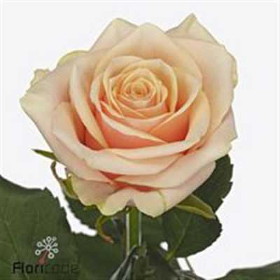Rosa Gr Bellini!
