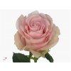 Rosa Gr Bisou