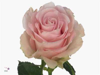 Rosa Gr Bisou