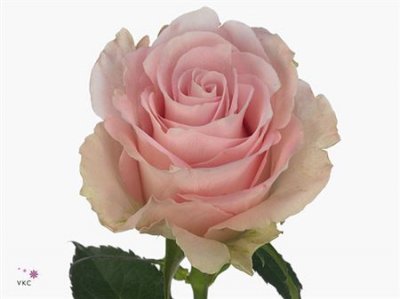 Rosa Gr Bisou