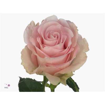 Rosa Gr Bisou