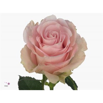 Rosa Gr Bisou