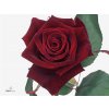 Rosa Gr Black Baccara