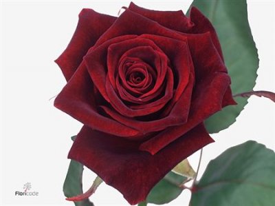 Rosa Gr Black Baccara