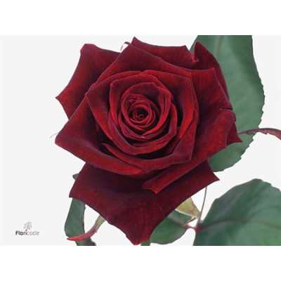 Rosa Gr Black Baccara