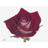 Rosa Gr Bluez+