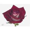 Rosa Gr Bluez+