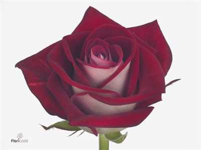 Rosa Gr Bluez+