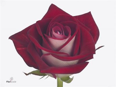 Rosa Gr Bluez+