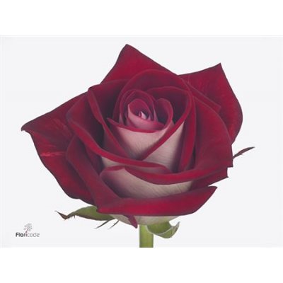 Rosa Gr Bluez+