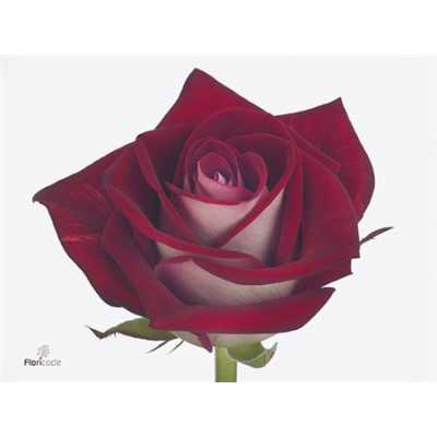 Rosa Gr Bluez+