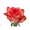 Rosa Gr Blush