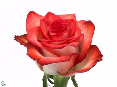 Rosa Gr Blush