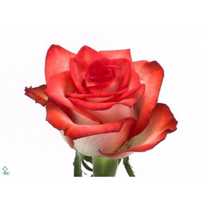 Rosa Gr Blush