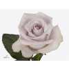 Rosa Gr Bounty Way