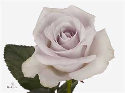 Rosa Gr Bounty Way