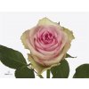 Rosa Gr Brigitte Bardot