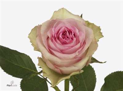 Rosa Gr Brigitte Bardot