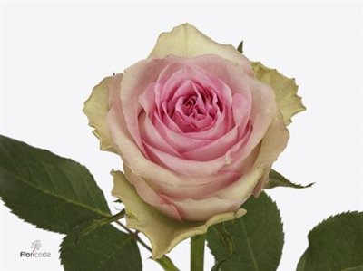 Rosa Gr Brigitte Bardot