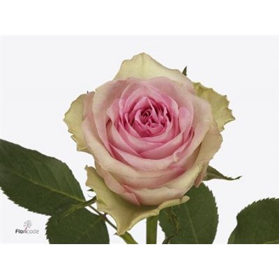Rosa Gr Brigitte Bardot