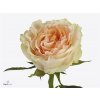 Rosa Gr Brinessa